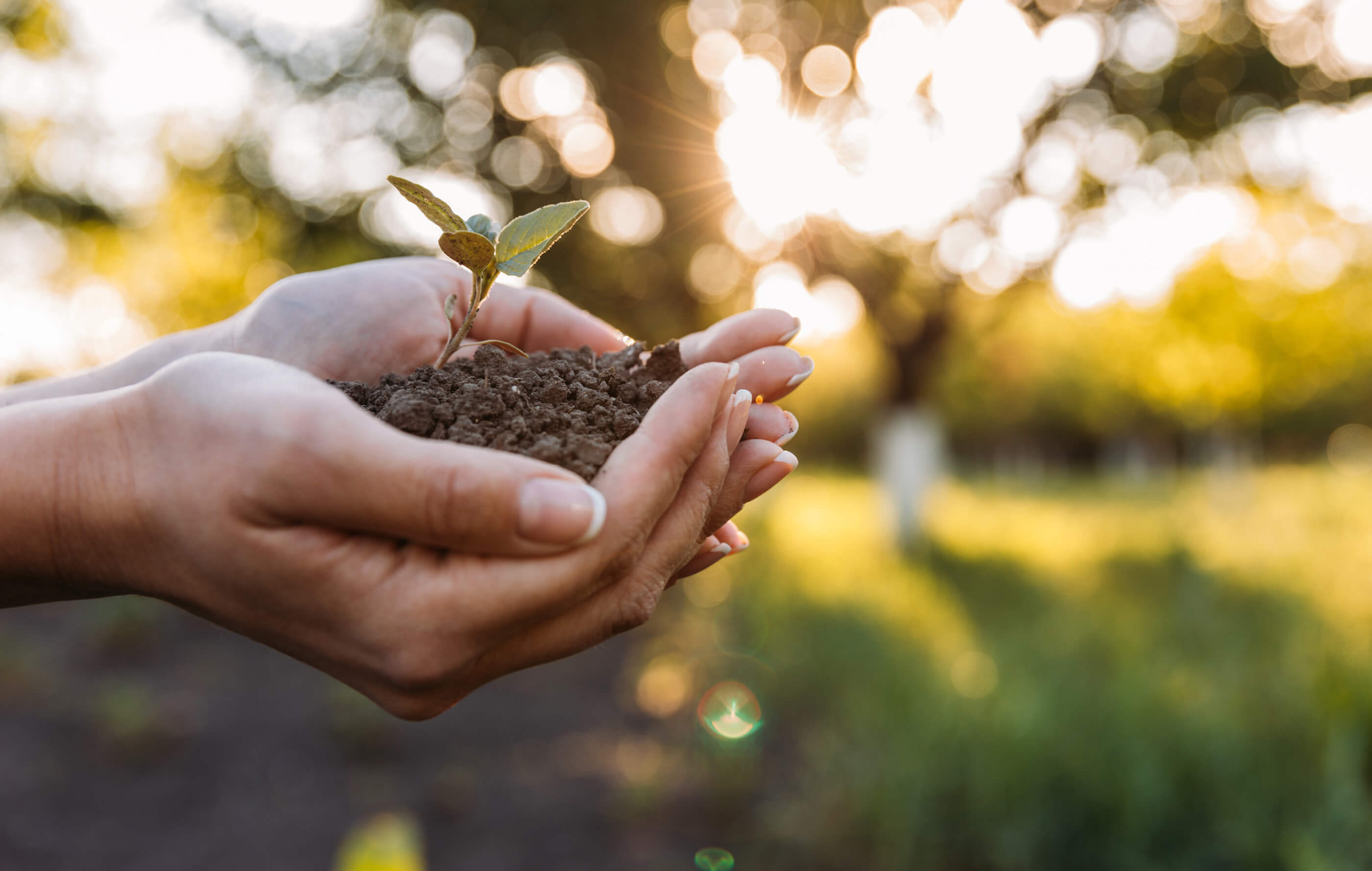 Full screen, close-up shot of a woman holding a pile of dry soil in her cupped hands, against a summery, blurred backdrop