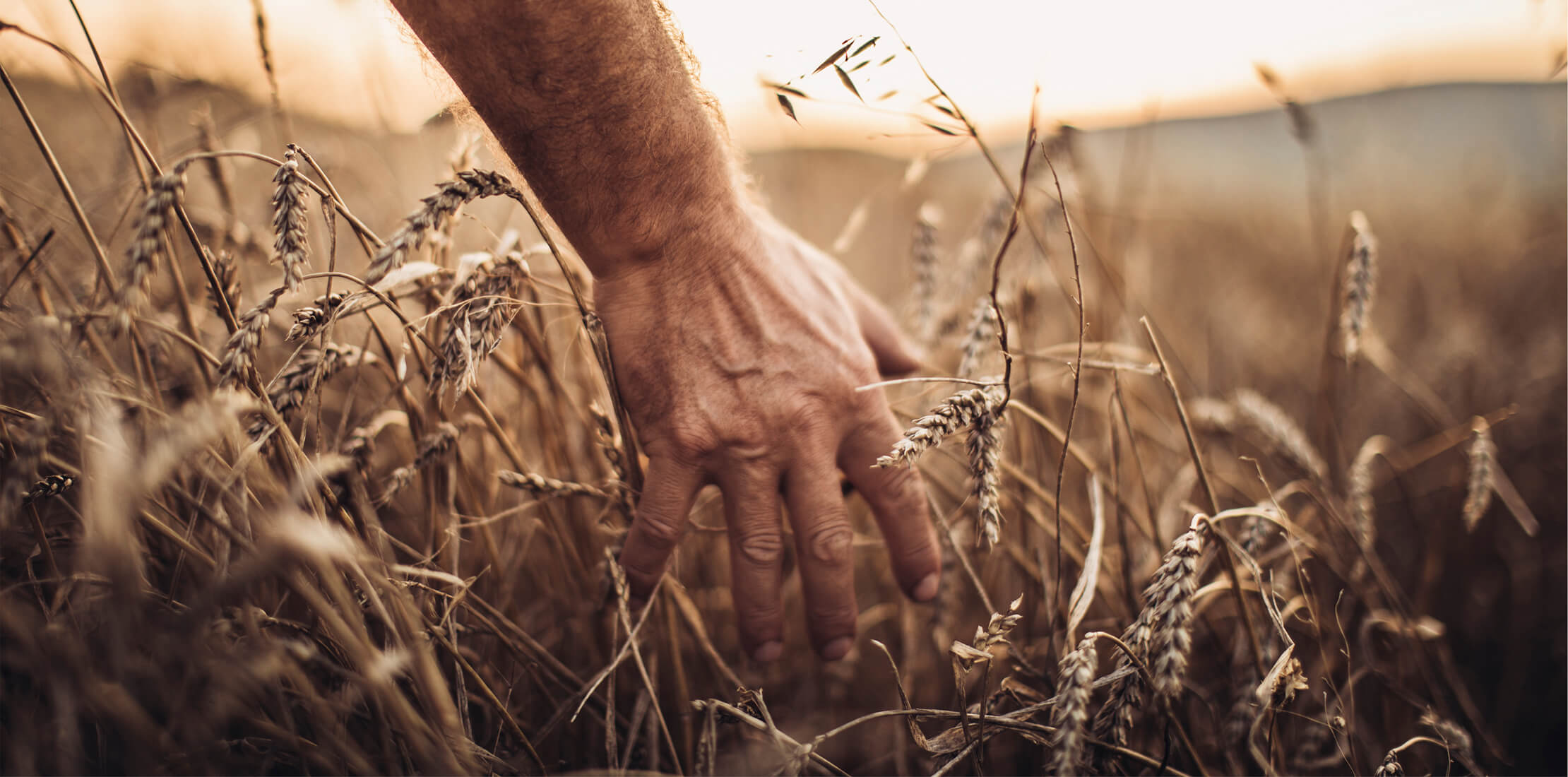 Close-up shot of male farmer, running his hands through a field of corn on a warm summer evening