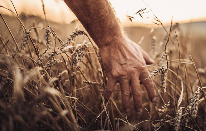 Close-up shot of male farmer, running his hands through a field of corn on a warm summer evening